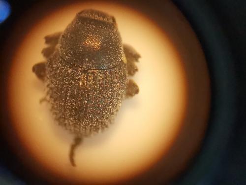 Zacladus exiguus